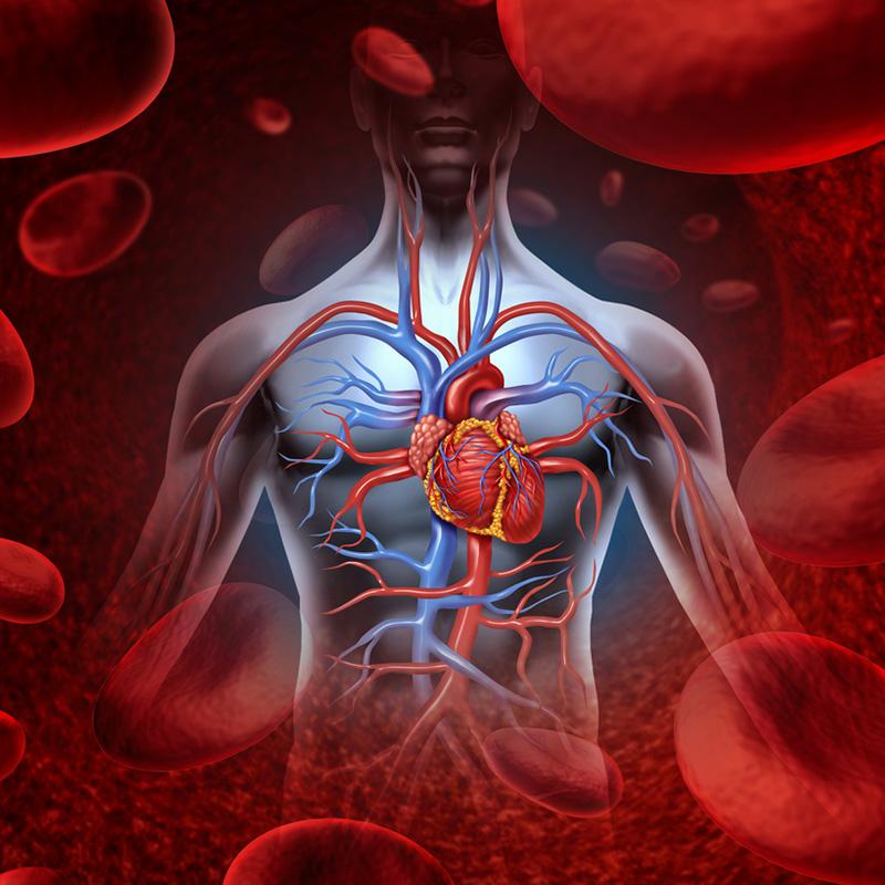 Srce i krvni sudovi